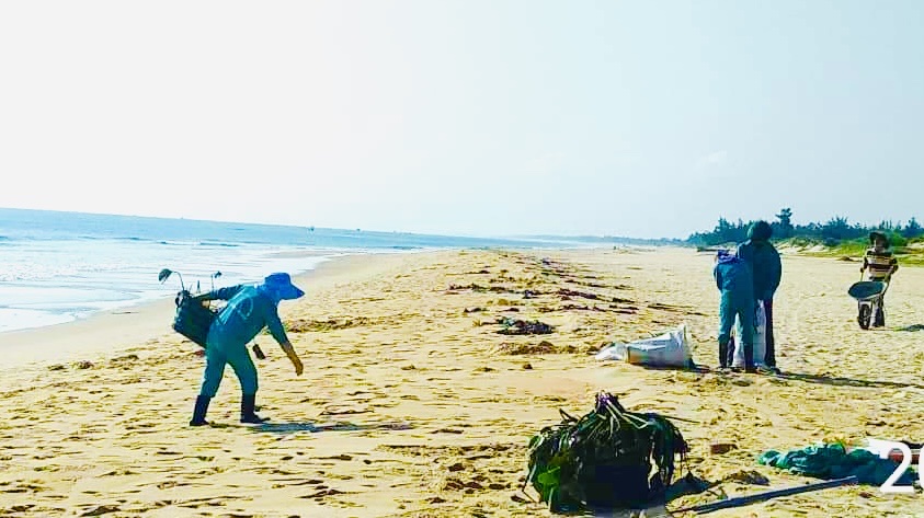 Tổ môi trường bãi biển Ban quản lý dịch vụ công ích tập trung thu gom bèo trôi dạt vào bờ biển Nhật Lệ, Bảo Ninh
